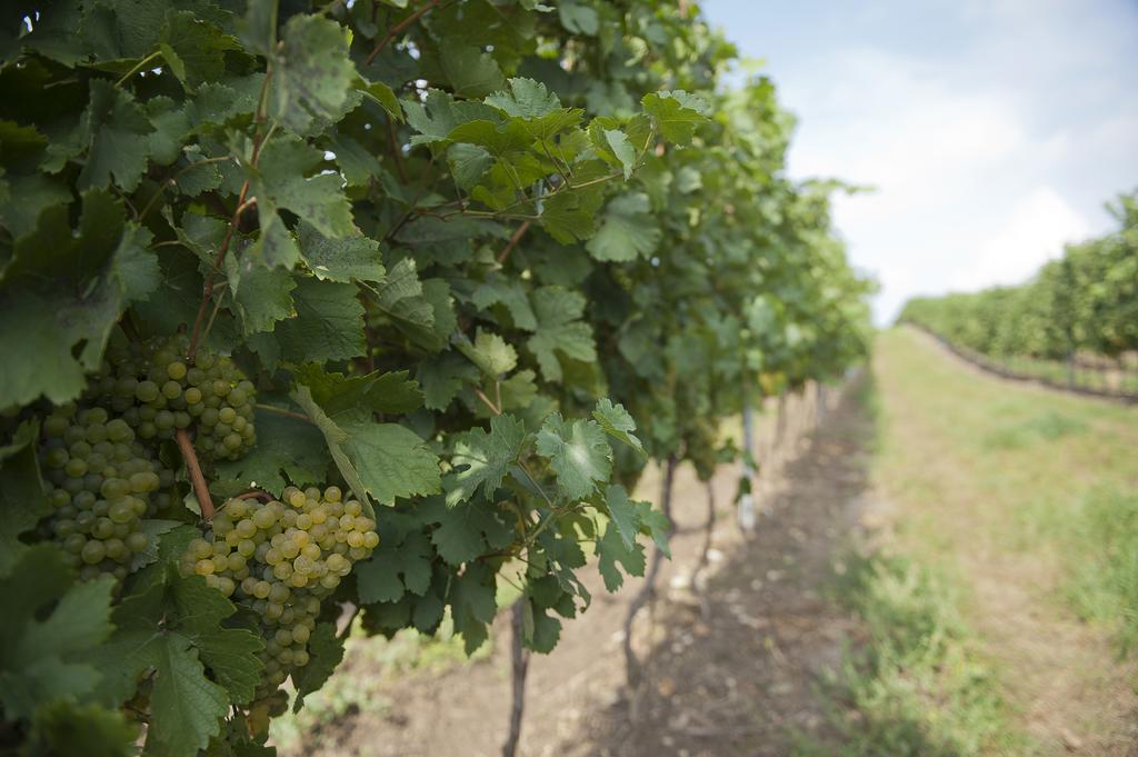 Weingut Martinshof Hotel Sankt Ulrich  Bagian luar foto
